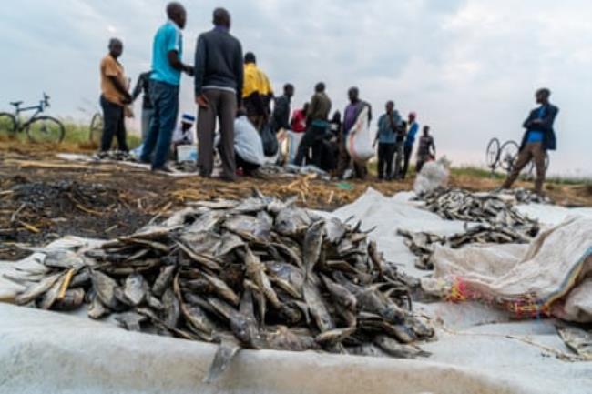 Local fish traders inspect the quality of dry fish, at Ntila market, Lake Chilwa, in Machinga, Malawi.